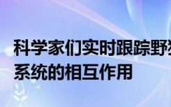 科学家们实时跟踪野猪并了解它们与农业生态系统的相互作用