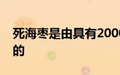 死海枣是由具有2000年历史的种子培育而成的