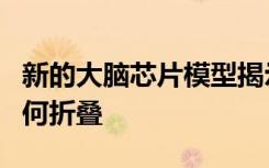 新的大脑芯片模型揭示了大脑在发育过程中如何折叠