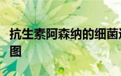 抗生素阿森纳的细菌进化如何提供新的药物蓝图