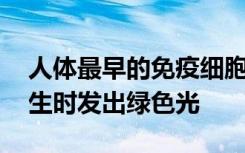 人体最早的免疫细胞经工程改造 由干细胞产生时发出绿色光