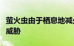 萤火虫由于栖息地减少与人造光而面临灭绝的威胁