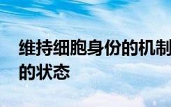 维持细胞身份的机制基于容纳DNA的蛋白质的状态