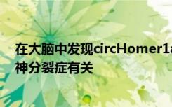 在大脑中发现circHomer1a的圆环状RNA的水平降低与精神分裂症有关