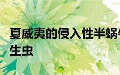 夏威夷的侵入性半蜗牛会在人类中传播脑部寄生虫