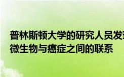 普林斯顿大学的研究人员发现了受威胁的加利福尼亚狐狸中微生物与癌症之间的联系