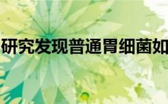 研究发现普通胃细菌如何保持其瓶塞状的形状