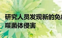 研究人员发现新的免疫系统如何保护细菌免受噬菌体侵害