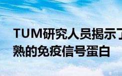 TUM研究人员揭示了伴侣蛋白如何检测未成熟的免疫信号蛋白