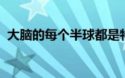 大脑的每个半球都是特定类型情感的发源地