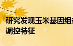 研究发现玉米基因组在早期生殖发育过程中的调控特征