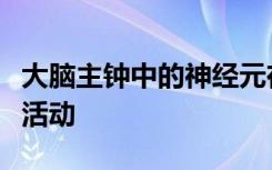 大脑主钟中的神经元在对光做出反应时调节其活动