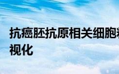 抗癌胚抗原相关细胞粘附分子抗体用于荧光可视化