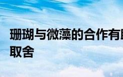 珊瑚与微藻的合作有助于缓解压力但需要权衡取舍