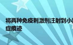 将两种免疫刺激剂注射到小鼠的实体瘤中可以消除体内的癌症痕迹