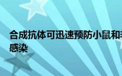 合成抗体可迅速预防小鼠和非人类灵长类动物中的寨卡病毒感染