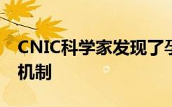 CNIC科学家发现了孕产妇遗传物质转移的新机制