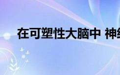 在可塑性大脑中 神经元可靠地识别直线