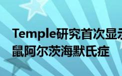 Temple研究首次显示药理伴侣疗法可预防小鼠阿尔茨海默氏症