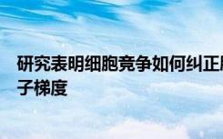 研究表明细胞竞争如何纠正胚胎发生过程中嘈杂的形态发生子梯度