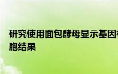 研究使用面包酵母显示基因相互作用如何影响令人惊讶的细胞结果