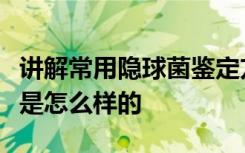 讲解常用隐球菌鉴定方法有什么隐球菌的镜检是怎么样的