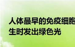 人体最早的免疫细胞经工程改造 由干细胞产生时发出绿色光