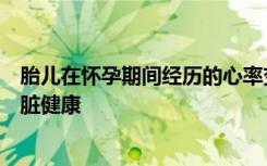 胎儿在怀孕期间经历的心率变化可以用来预测婴儿未来的心脏健康