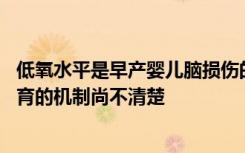 低氧水平是早产婴儿脑损伤的原因 但是低氧伤害人类大脑发育的机制尚不清楚