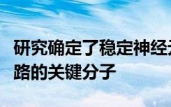 研究确定了稳定神经元分支以获得健康大脑回路的关键分子