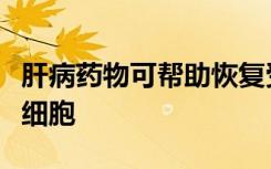 肝病药物可帮助恢复受阿尔茨海默氏症损害的细胞