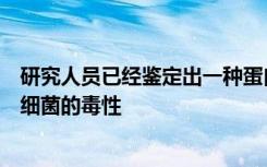 研究人员已经鉴定出一种蛋白质该蛋白质可以增强引起淋病细菌的毒性