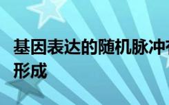 基因表达的随机脉冲有助于发育过程中的模式形成