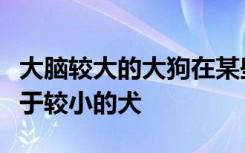 大脑较大的大狗在某些智力水平上的表现要优于较小的犬