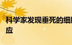 科学家发现垂死的细胞如何防止危险的免疫反应