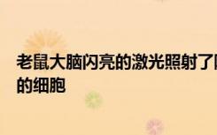 老鼠大脑闪亮的激光照射了阿尔茨海默氏症精神分裂症中心的细胞