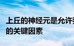 上丘的神经元是允许我们检测视觉对象和事件的关键因素