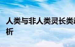 人类与非人类灵长类动物之间的进一步比较分析