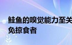 鲑鱼的嗅觉能力至关重要 他们依靠气味来避免掠食者