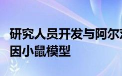 研究人员开发与阿尔茨海默氏病有关的人类基因小鼠模型