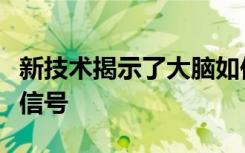 新技术揭示了大脑如何响应视网膜接收到的光信号