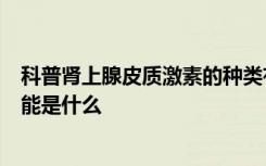 科普肾上腺皮质激素的种类有哪些肾上腺皮质激素的生理功能是什么