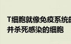 T细胞就像免疫系统的特殊力量一样可以检测并杀死感染的细胞