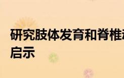 研究肢体发育和脊椎动物肢体的进化的见识和启示