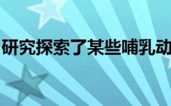 研究探索了某些哺乳动物如何推迟其胚胎发育