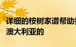 详细的桉树家谱帮助我们了解他们是如何主宰澳大利亚的