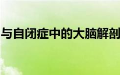 与自闭症中的大脑解剖学相关的基因已被鉴定