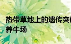 热带草地上的遗传突破有助于发展气候友好的养牛场