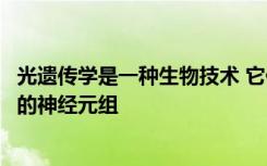 光遗传学是一种生物技术 它使用光来打开或关闭大脑中特定的神经元组