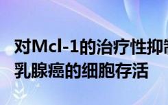 对Mcl-1的治疗性抑制可阻断雌激素受体阳性乳腺癌的细胞存活